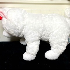 サモエドさんの画像