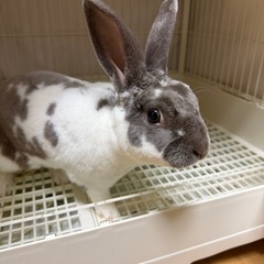 ミニレッキス　男の子