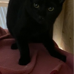 【お話中】新しい家族を募集