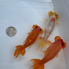 金魚 国産水泡眼 （スイホウガン）３匹セットの画像