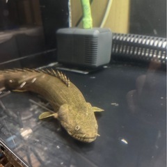 ポリプテルス　アンソルギーの画像