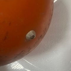 船　ボート係留の時の浮く玉　検索　フェンダー　ライフジャケット　船外機　スパンカー　アンカーの画像