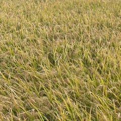 令和7年産さがびより白米・玄米の画像