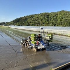 令和7年産     ミルキークィーン30kgの画像