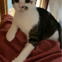 新しい家族を募集