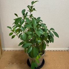 ガジュマルの画像