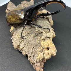 ♂♀ペア　ヘラクレスオオカブト（DHヘラクレス）の画像