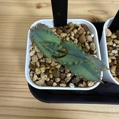 アガベ　チタノタ　ホワイトファイヤー①の画像