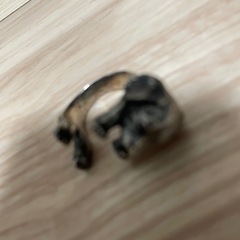 人気犬リング🐶ミニチュアダックスの画像