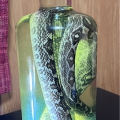 観賞用　自家製ハブ酒の画像
