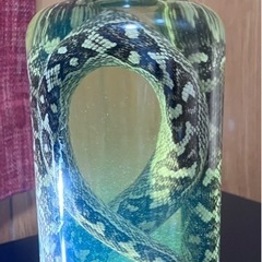 観賞用　自家製ハブ酒の画像