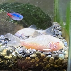 急募 2月3日夜引渡し希望 熱帯魚水槽1式セット 生体も全ての画像