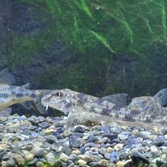 急募 2月3日夜引渡し希望 熱帯魚水槽1式セット 生体も全ての画像