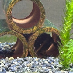 急募 2月3日夜引渡し希望 熱帯魚水槽1式セット 生体も全ての画像
