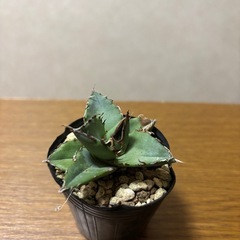 アガベ　オテロイの画像