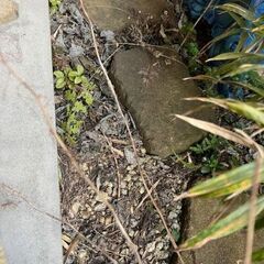 日本庭園に風情を添える、時を重ねた庭石　（中古）の画像