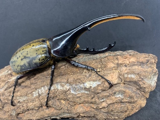 ヘラクレスオオカブトオス単品