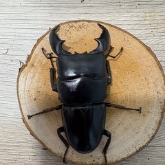 スマトラオオヒラタベンクール産
の画像