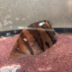 ダトニオプラスワンリアルバンド(引き取り限定)の画像