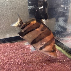 ダトニオプラスワンリアルバンド(引き取り限定)の画像