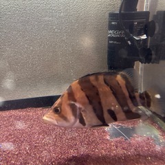 ダトニオプラスワンリアルバンド(引き取り限定)の画像