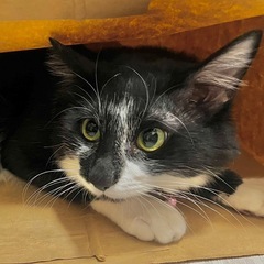 人が大好きな甘えん坊の男の子（1歳未満）