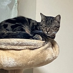 ⭐️至急　助けてください⭐️アメショ柄　ゆずくん