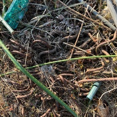 ビニールハウス
の画像