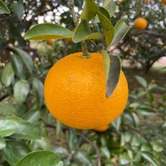 【引渡し先決定】【無農薬】【採れたて】甘夏5kg  ③の画像