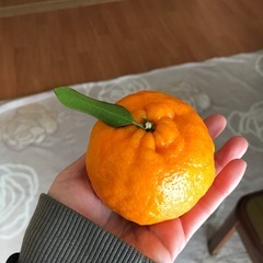 ポンカン🍊10㎏の画像