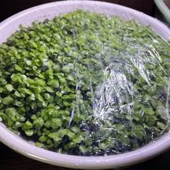 水草　熱帯魚(ロタラ、ルドウィジア・スーパーレッド) 値下げの画像