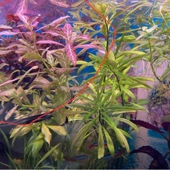 水草　熱帯魚(ロタラ、ルドウィジア・スーパーレッド) 値下げの画像