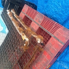 10枚有り　パレット　プラスチック製　110×110の画像