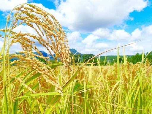 【配達します！】令和7年産　きぬむすめ　30キロ