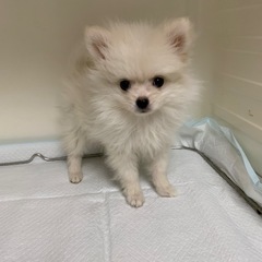 ポメラニアン！パピー！男の子。ご家族募集。