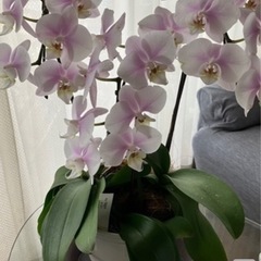 パープル色胡蝶蘭2度目新芽3株🉐の画像