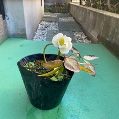 クリスマスローズ　ニゲル　白の画像