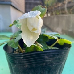 クリスマスローズ　ニゲル　白の画像