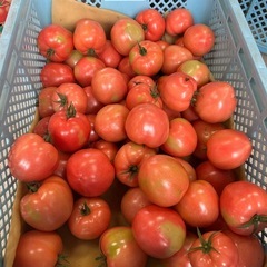   訳ありトマト販売のお知らせ🍅の画像