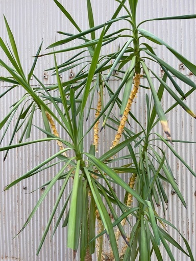 ユッカ　観葉植物