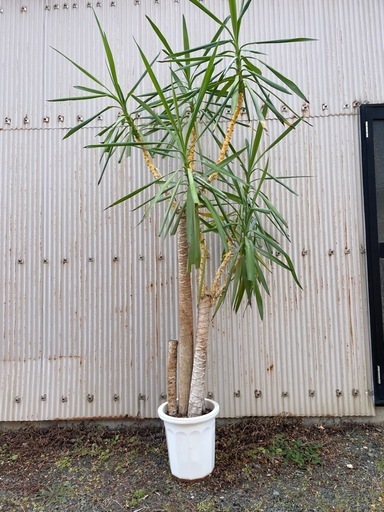 ユッカ　観葉植物