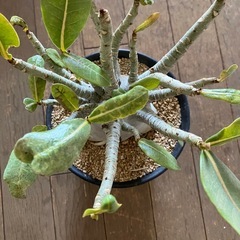 アデニウム　アラビカムの画像