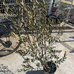 オリーブ　ひなかぜ　　120センチくらいの画像
