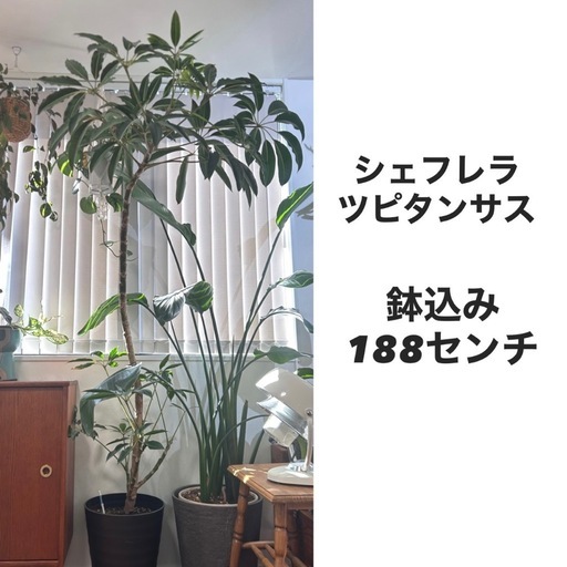 【大幅値下げ】【観葉植物】シェフレラ　ツピタンサス 大株 188㎝