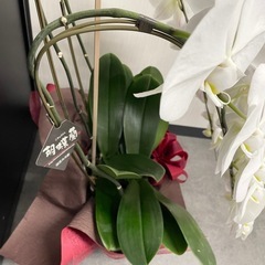 開店祝い　胡蝶蘭　3連　ホワイトの画像