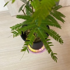 エバーフレッシュの画像