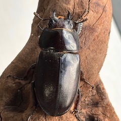 オキナワノコギリ♂♀成虫ペアの画像