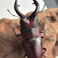 ヤクシマノコギリ♂♀成虫ペアの画像