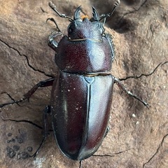 ヤクシマノコギリ♂♀成虫ペアの画像