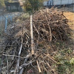 焚き火用　薪の画像